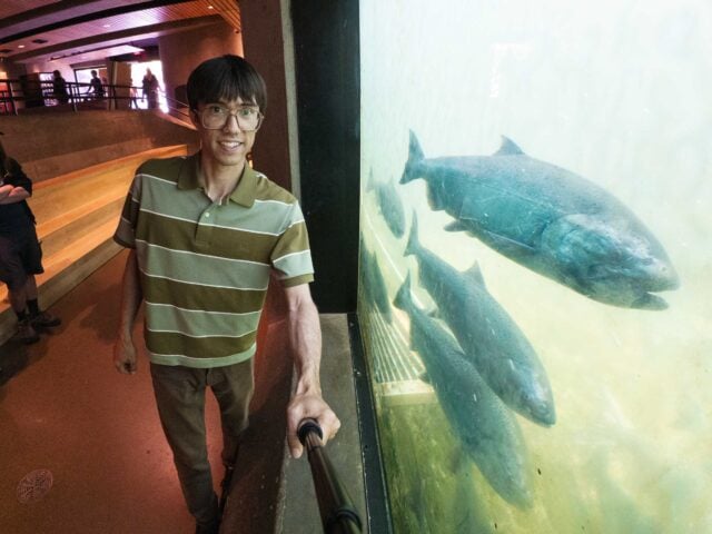 salmon at ballard locks