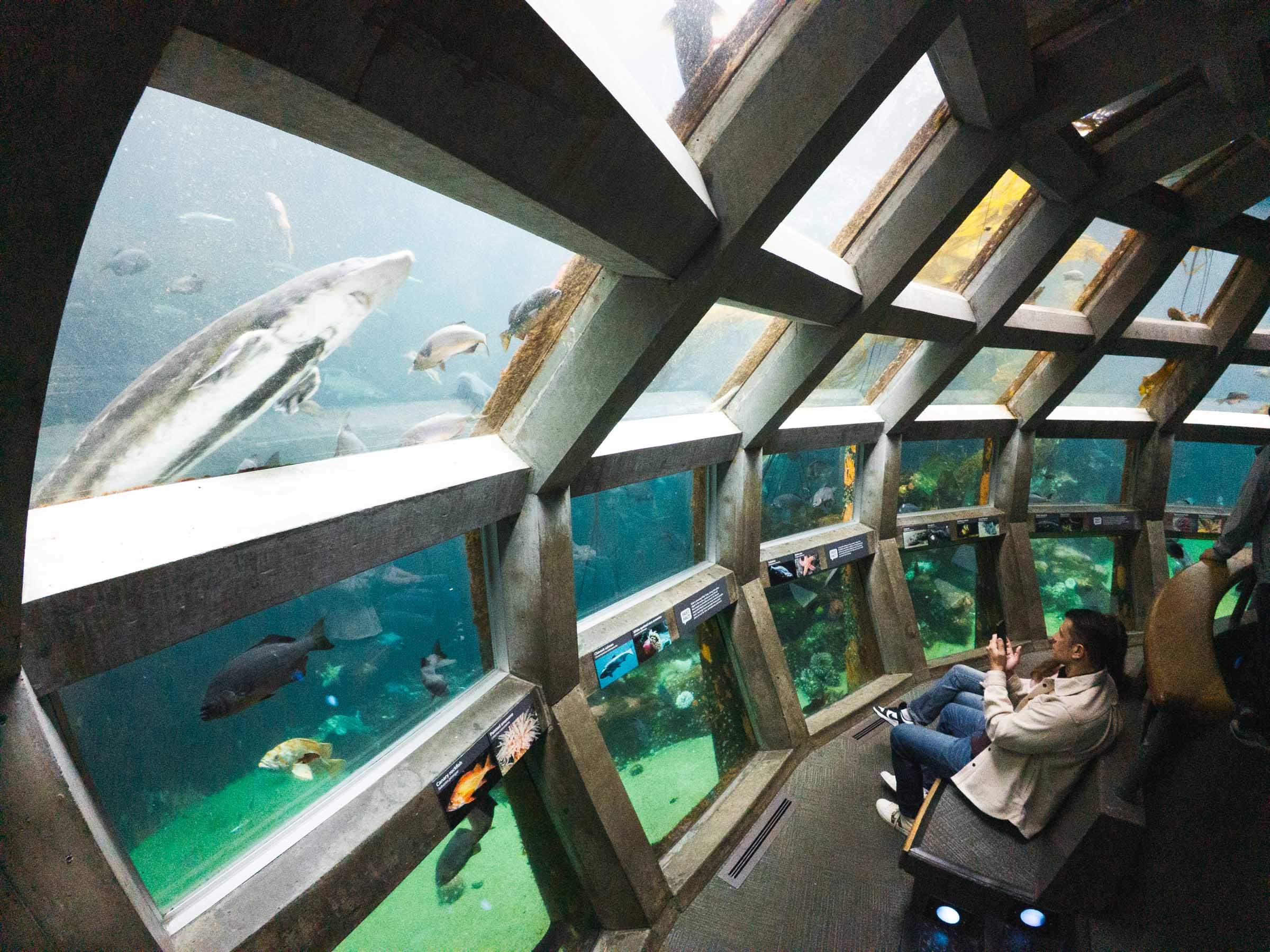 seattle aquarium underwater