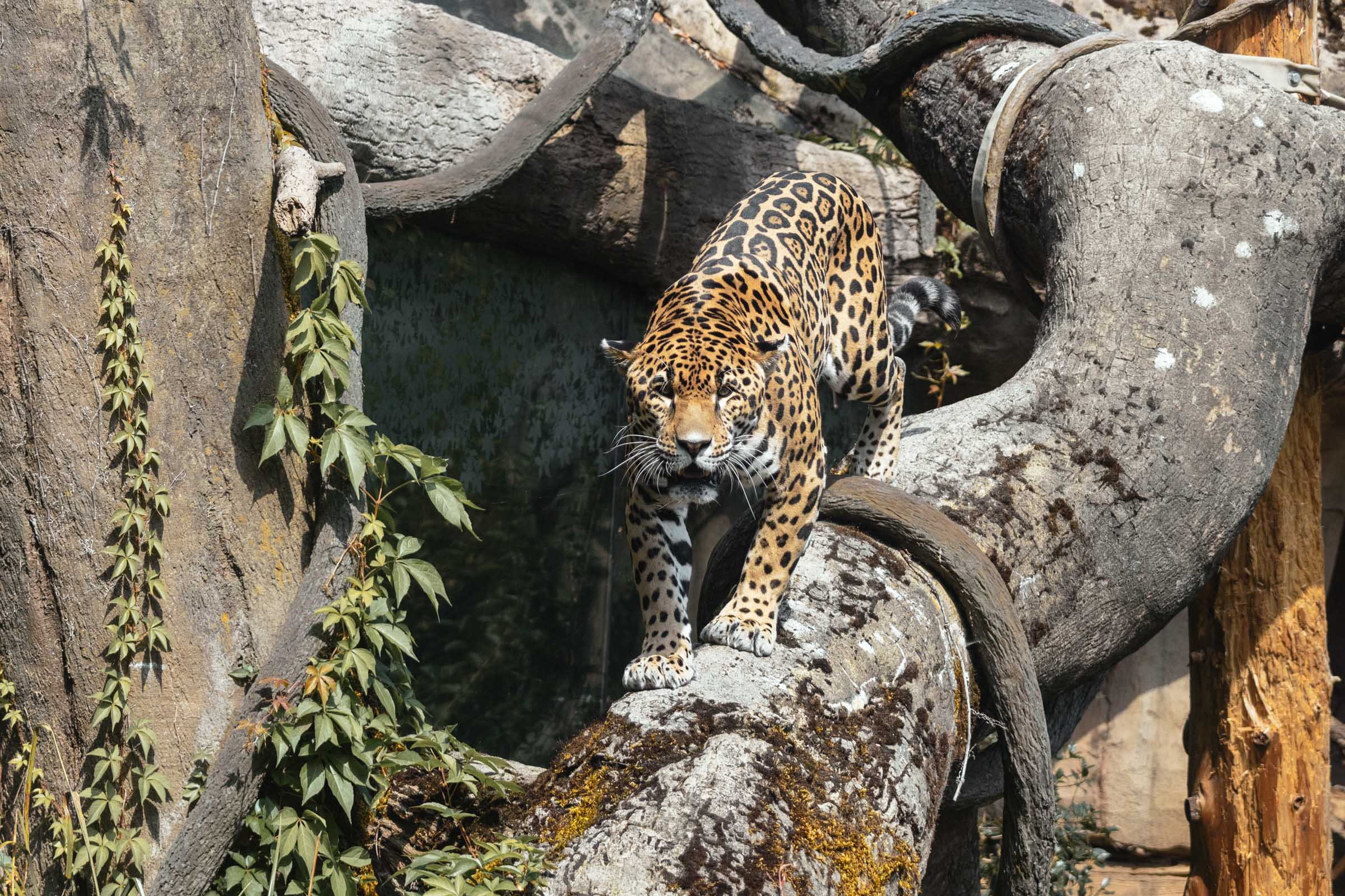 woodland park zoo seattle jaguar