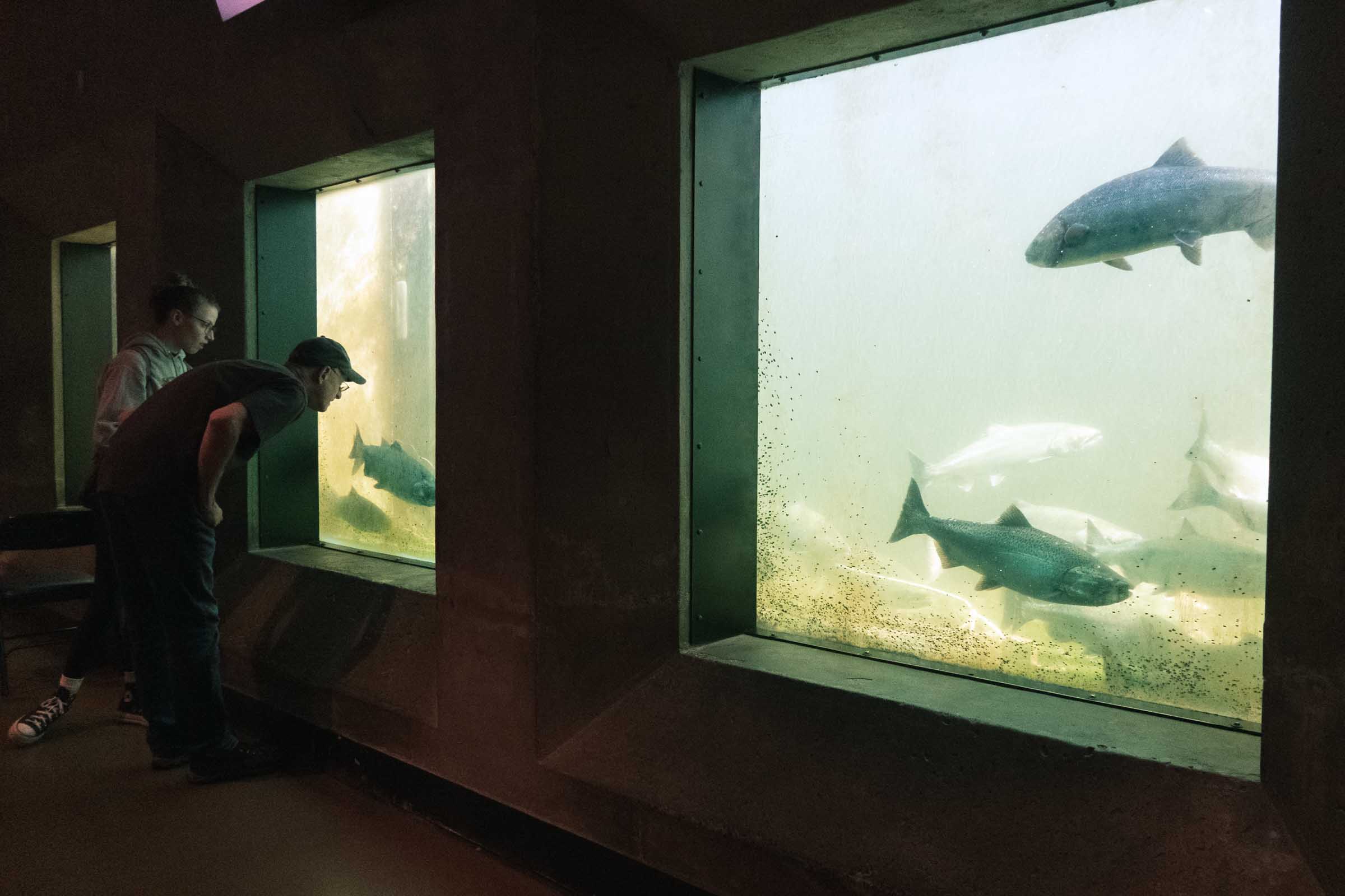 Ballard Locks and Fish Ladder: Complete Guide 4 ballard locks salmon ladder viewing room