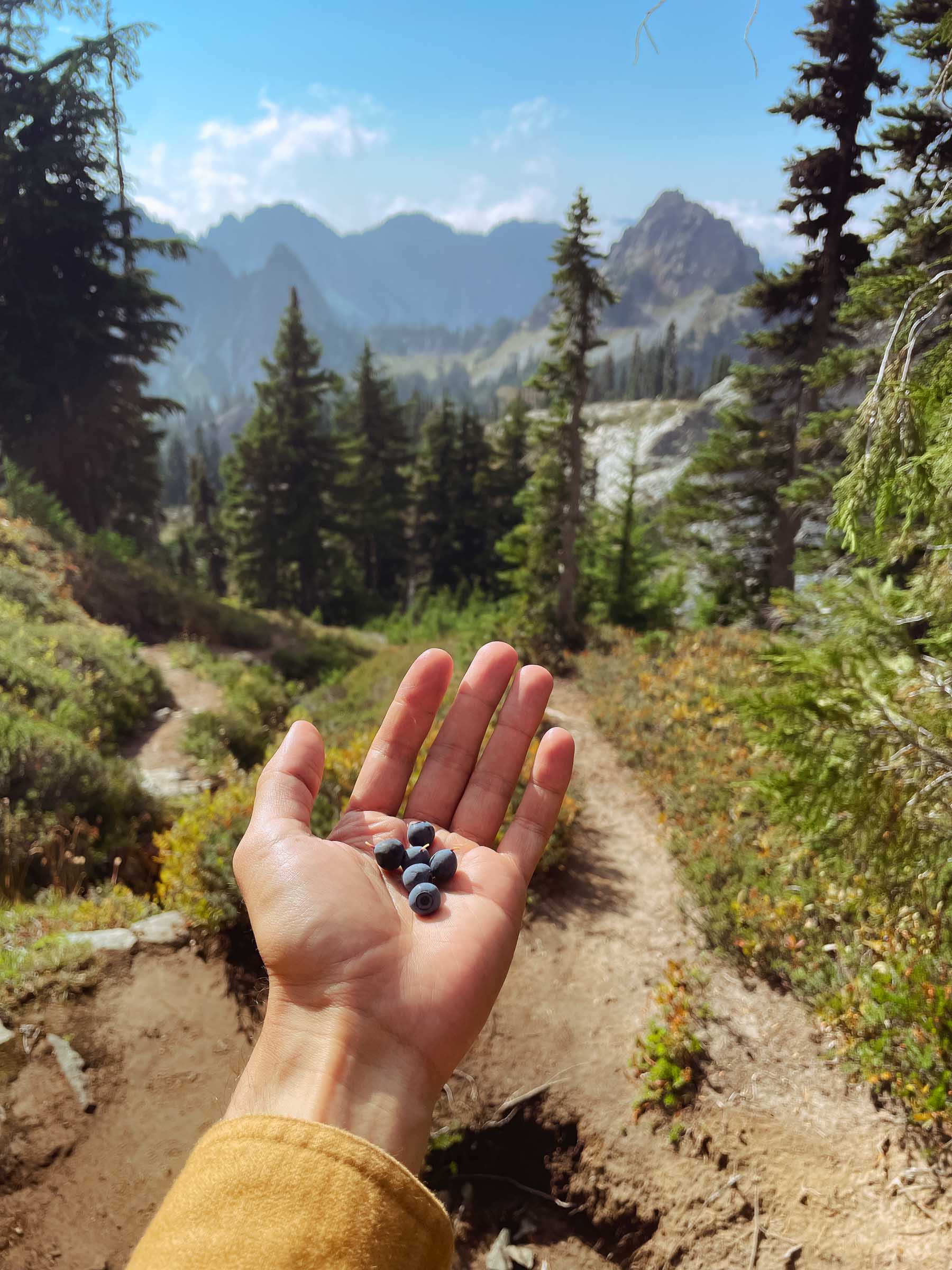 12 Unique Things to Do in Mount Rainier: Complete Travel Guide 17 blueberries in mount rainier