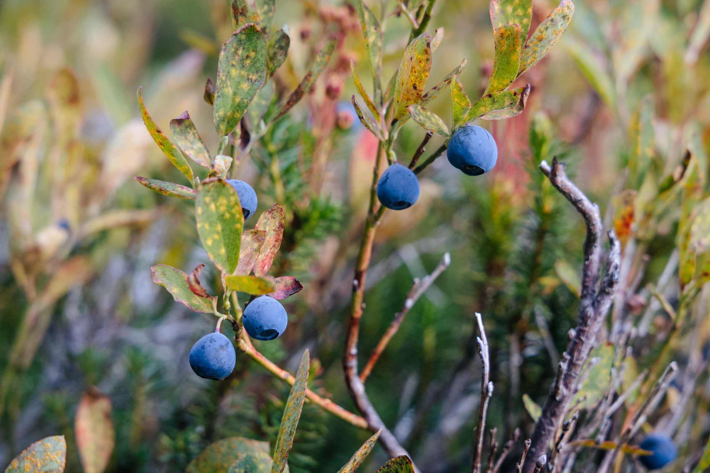 12 Unique Things to Do in Mount Rainier: Complete Travel Guide 16 blueberry bush in mount rainier