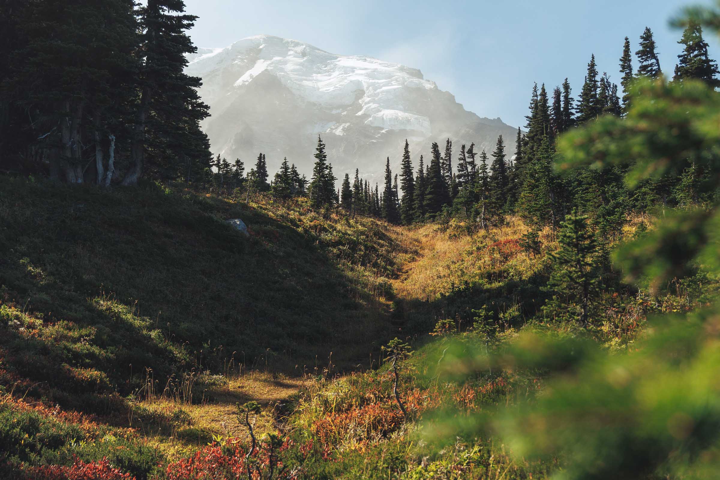 curtis ridge trail meadow