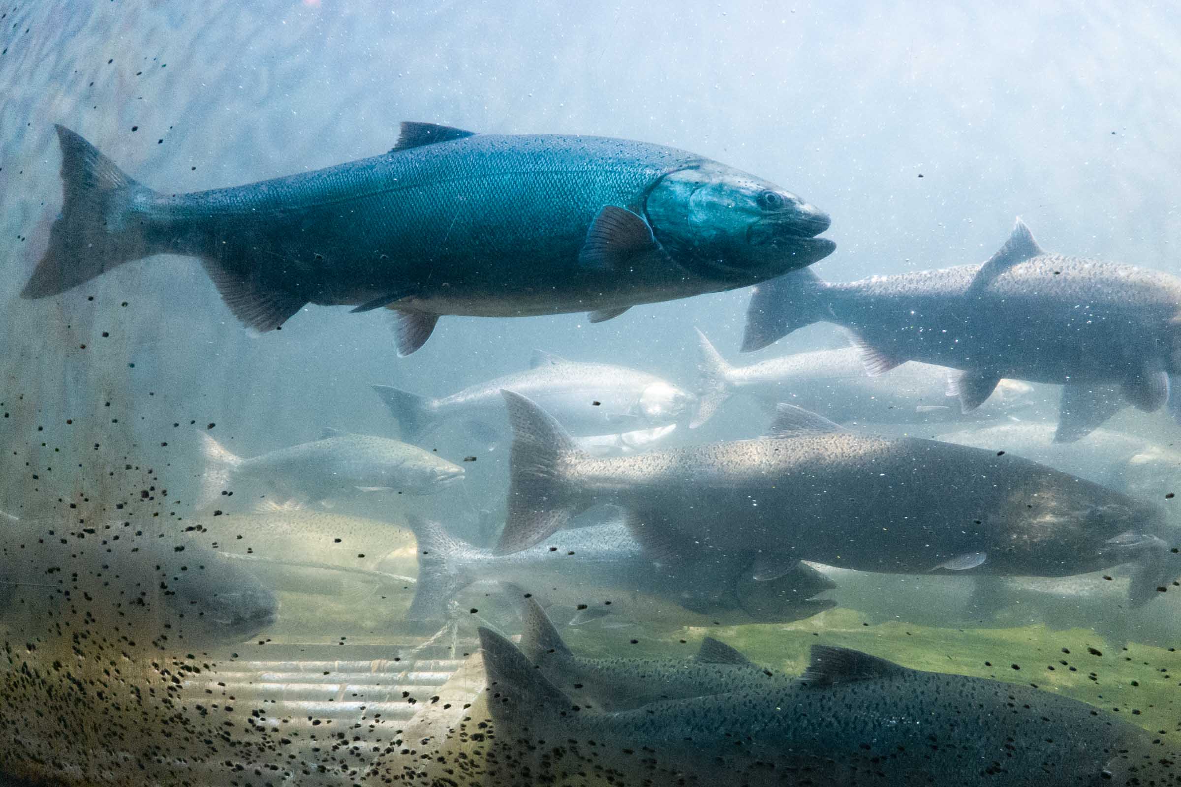 Ballard Locks and Fish Ladder: Complete Guide 7 salmon run at ballard locks